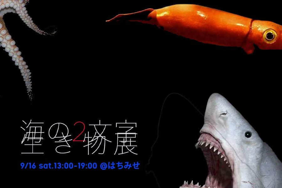 サメのヒレ空想アパートメント ②