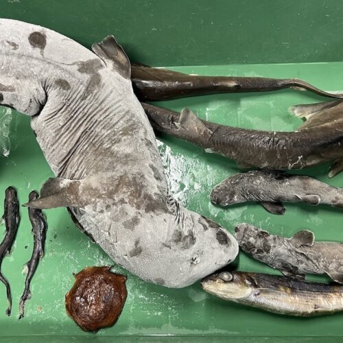 d63f7199b6dd990360ac110ed0cf25