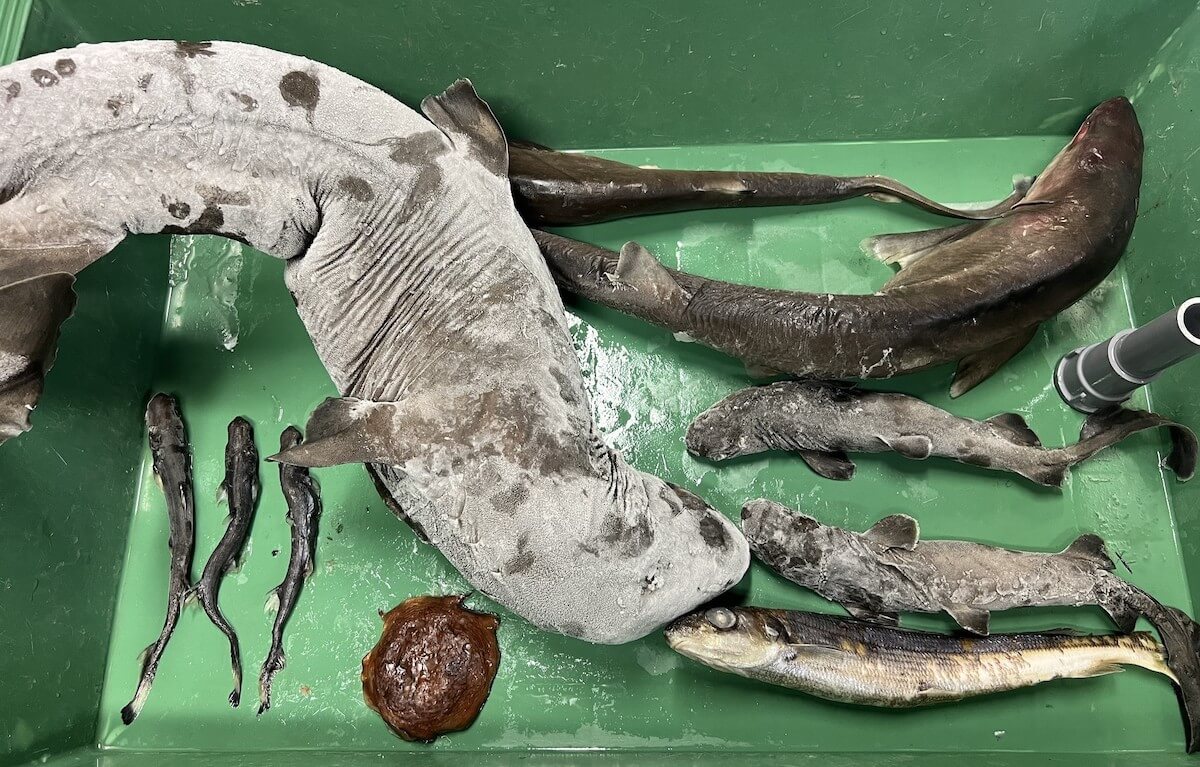 深海シーズン限定！「毎日深海生物タッチ」新江ノ島水族館で開幕