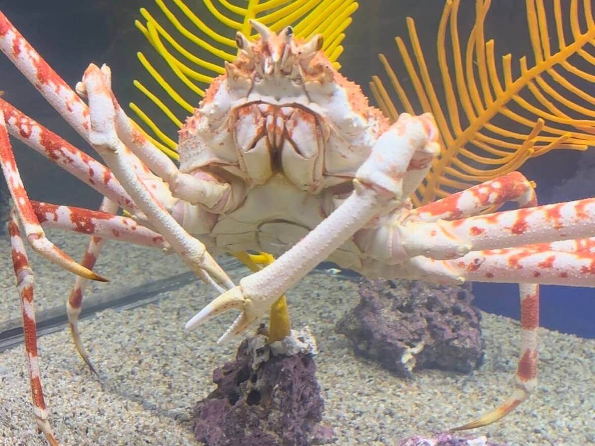 ★特大135cm★新品★希少品≪リュウグウノツカイ≫DMMかりゆし水族館 限定 Yahoo!オークション - 【特大135cm】新品 希少品 ガブッと