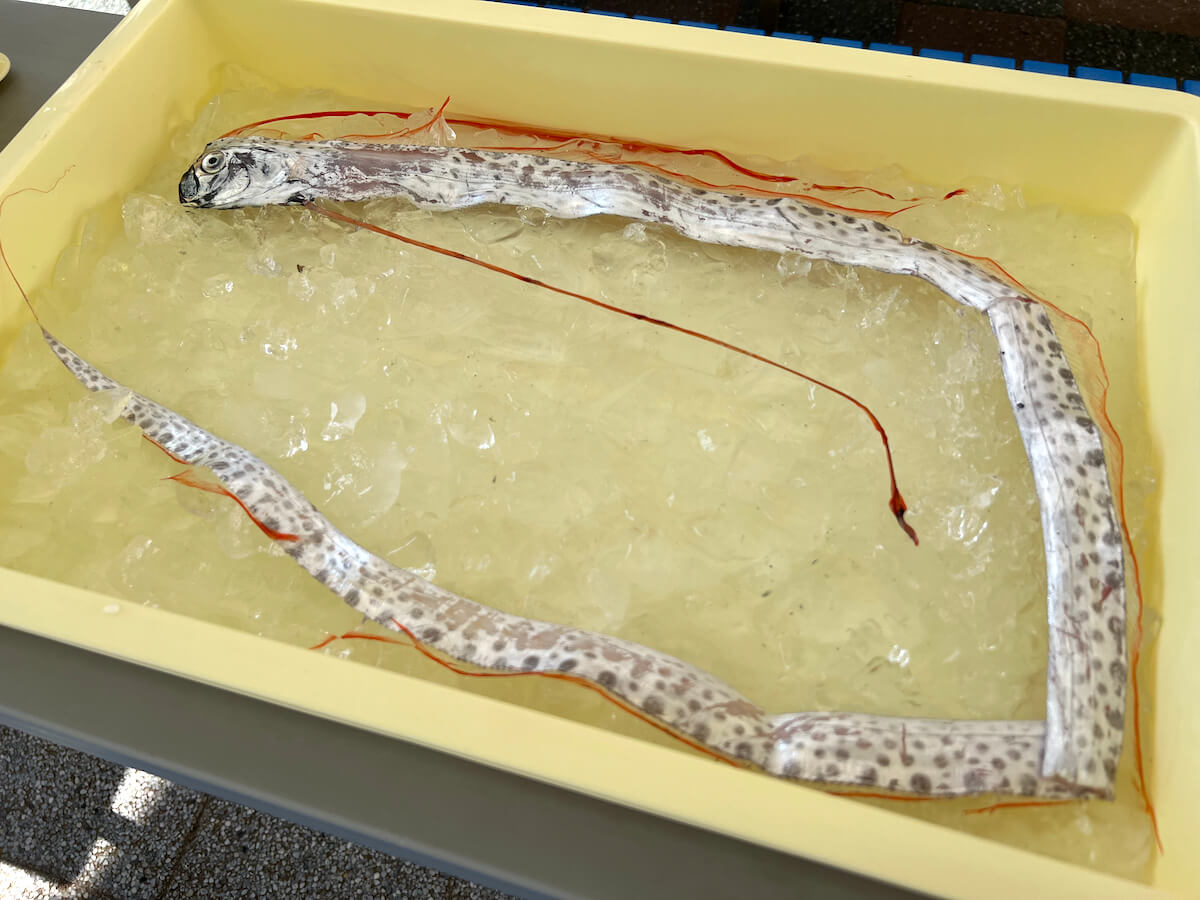 島根・益田でリュウグウノツカイ発見、アクアスで1日限定公開 | フカ