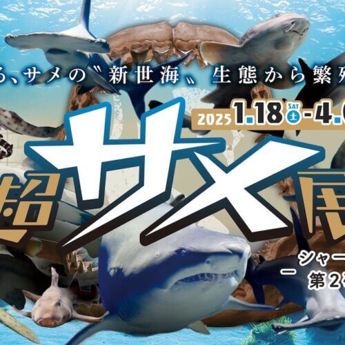 aeb231faf30c66a9a4a31dc0312f64