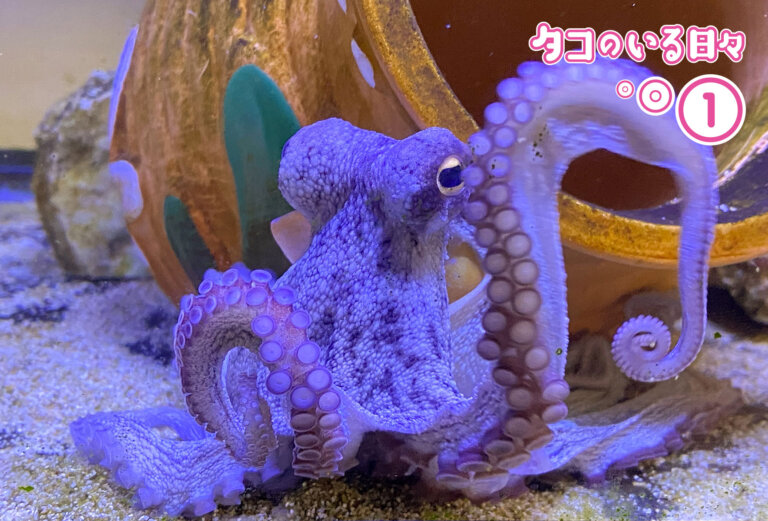 一目惚れ！タコのいる暮らしはこうして始まった！｜タコのいる日々[1]