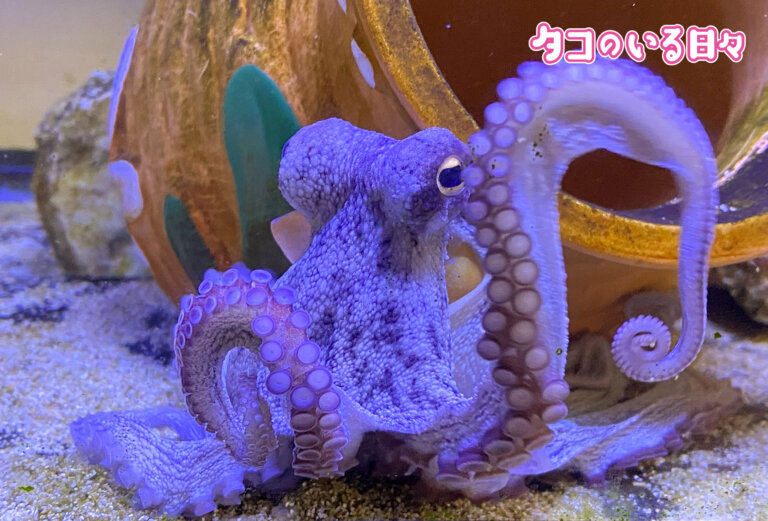 一目惚れ！タコのいる暮らしはこうして始まった！｜タコのいる日々[1]