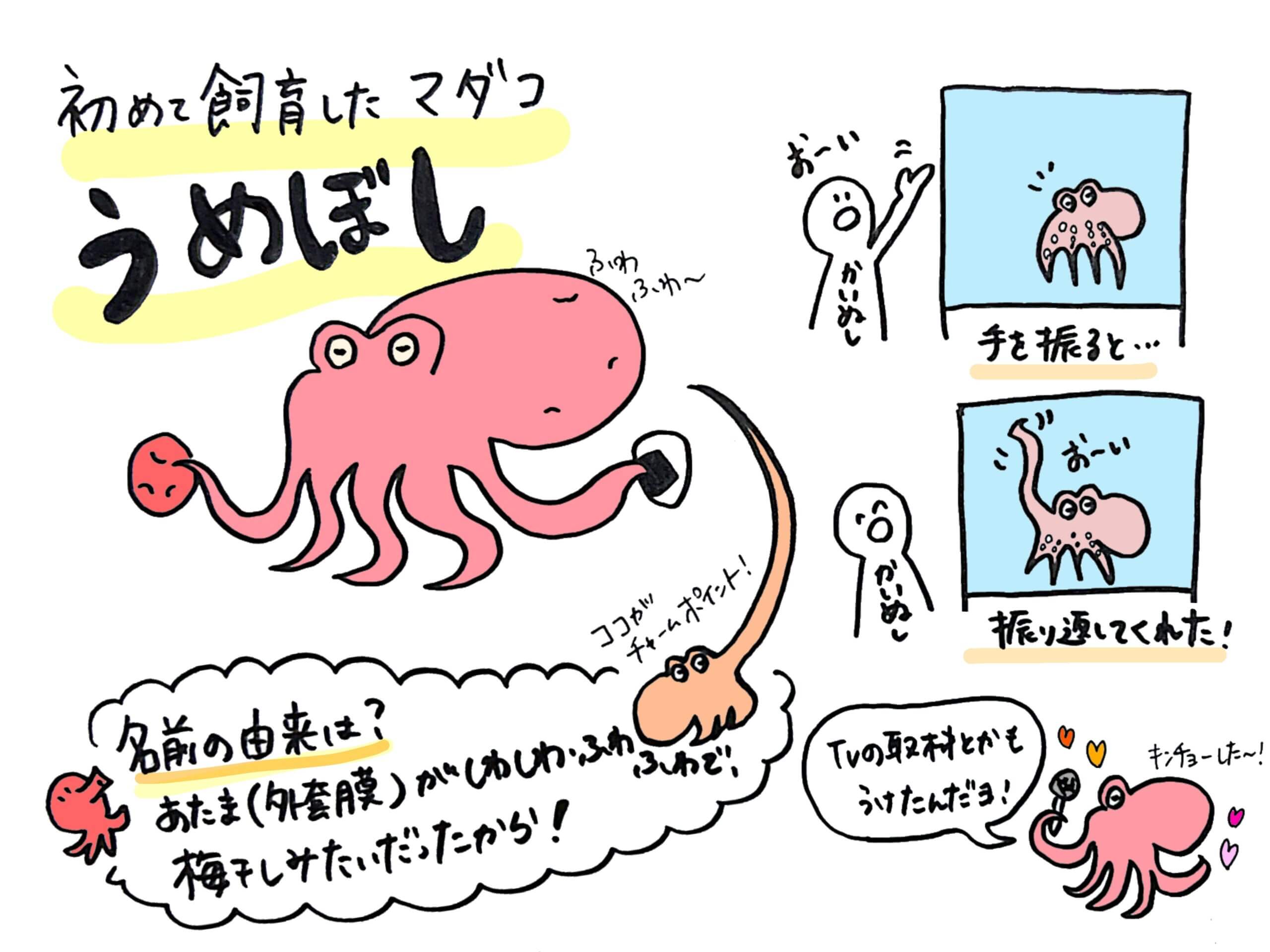 初めて飼育したマダコのうめぼし