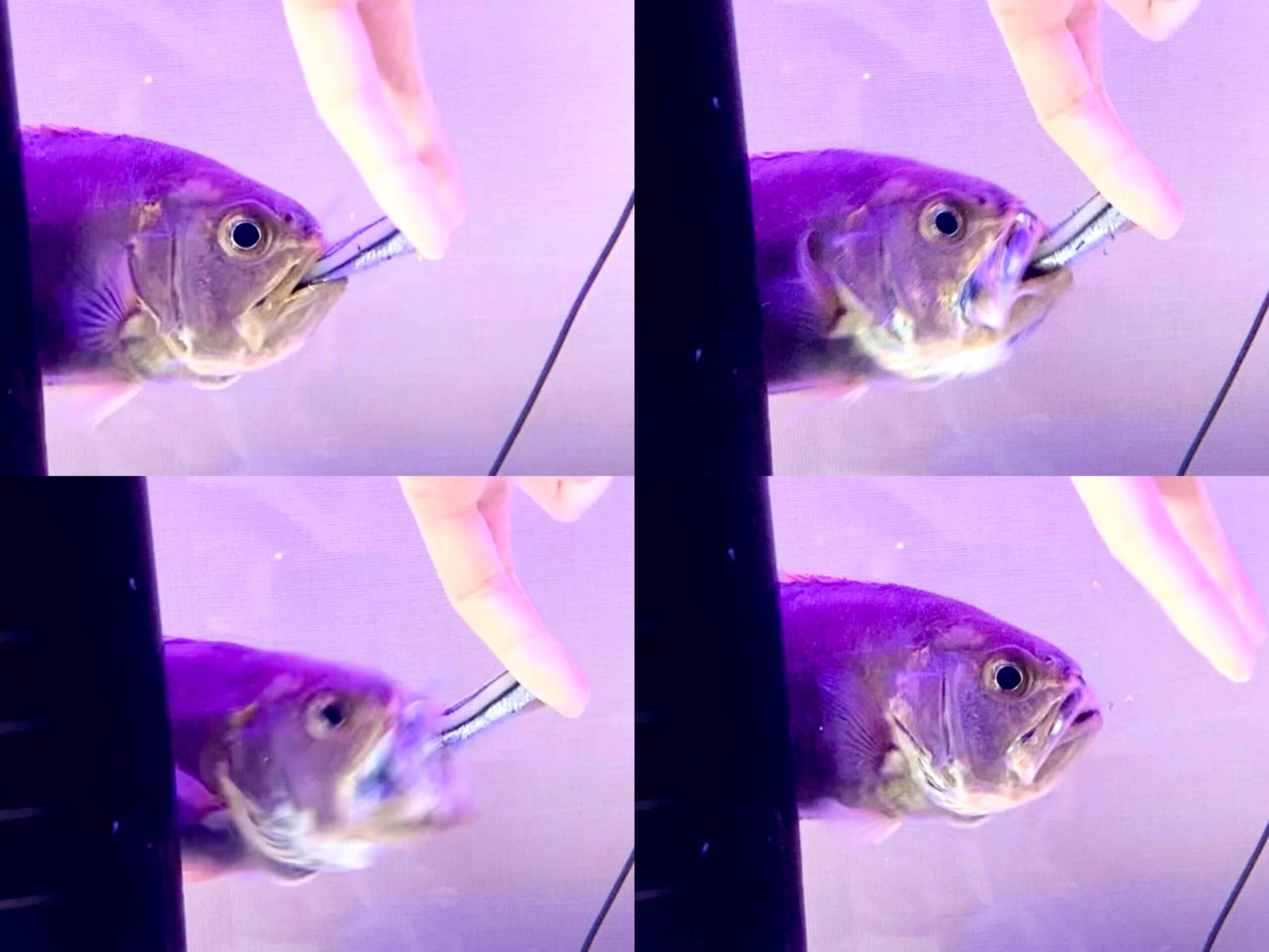 飼い主の手から直接餌を食べるハシキンメ 私は色々な海水魚に素手で餌を与えてきている