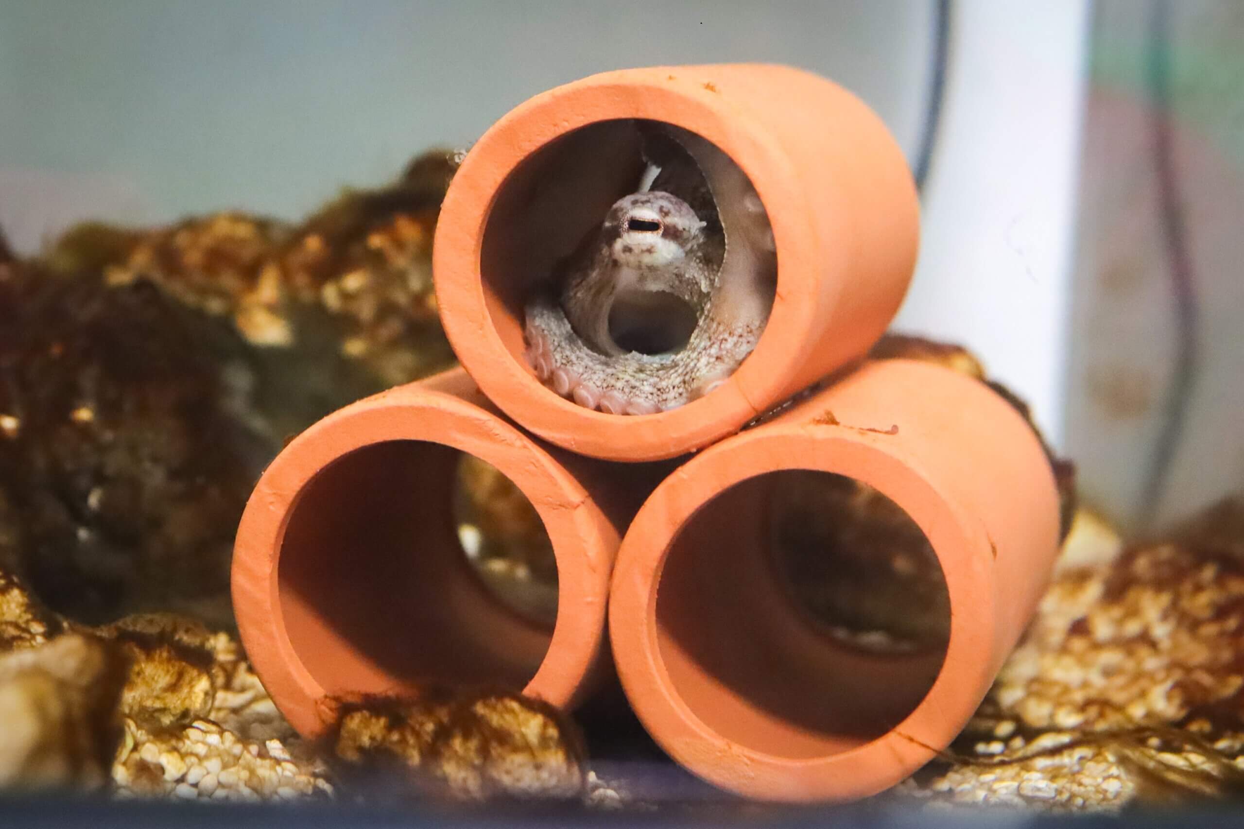 直径2cmほどの土管に隠れる子ダコのみずあめ。色々な場所に隠れて飼い主を驚かすわんぱくっぷり!