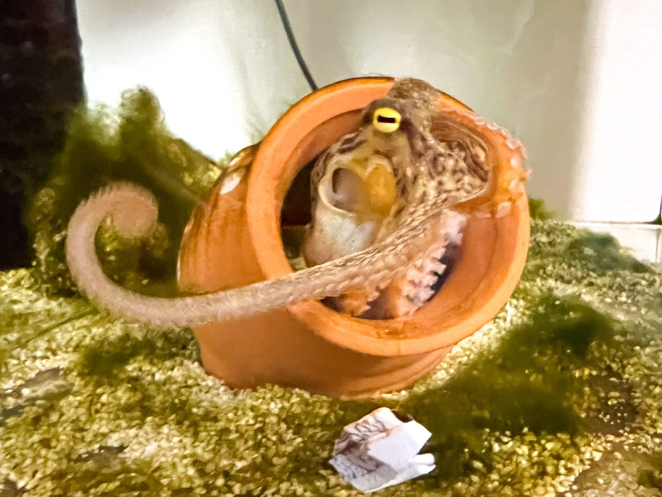 カメラに向かってノリノリでポージングをしてくれるご機嫌なにんにく。