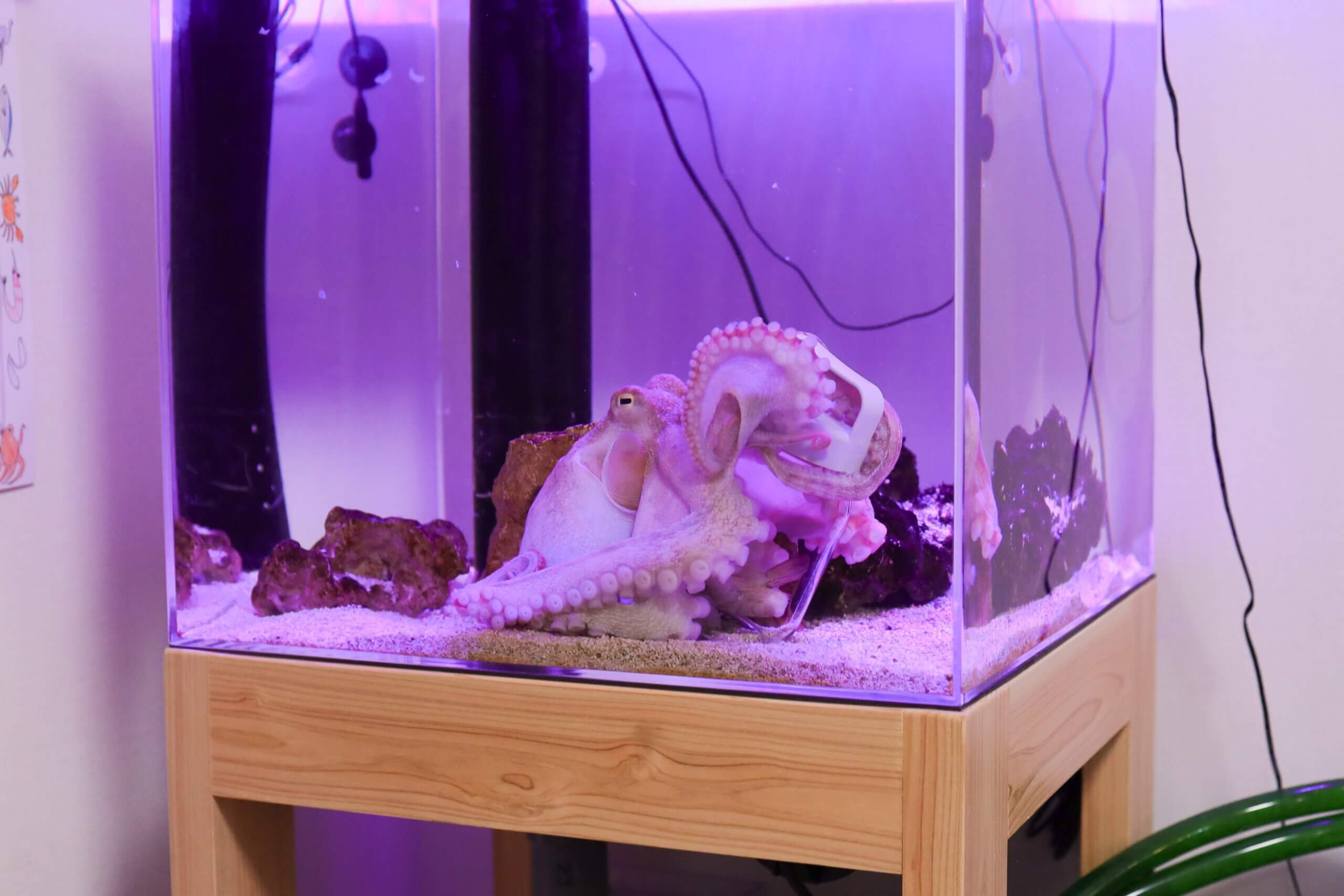 瓶のふたを開ける様子。今回は取っ手に腕を通して開ける計画のようだ。