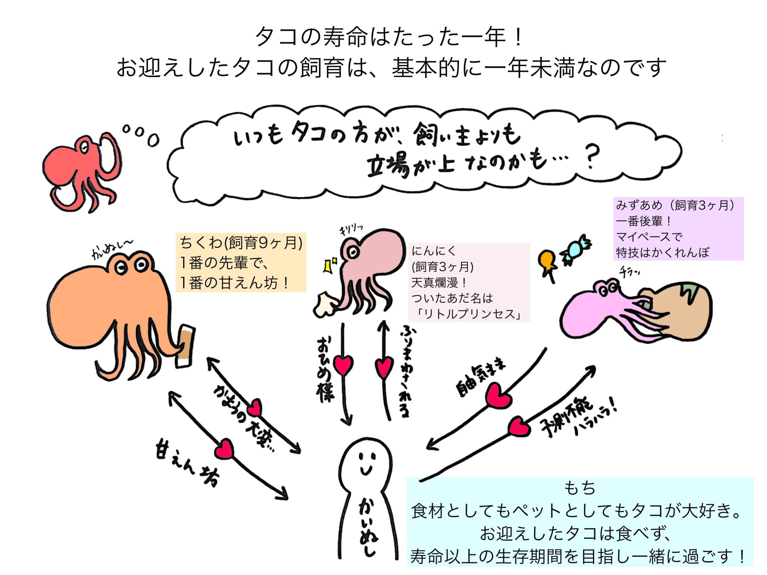 相関図|タコのいる日々