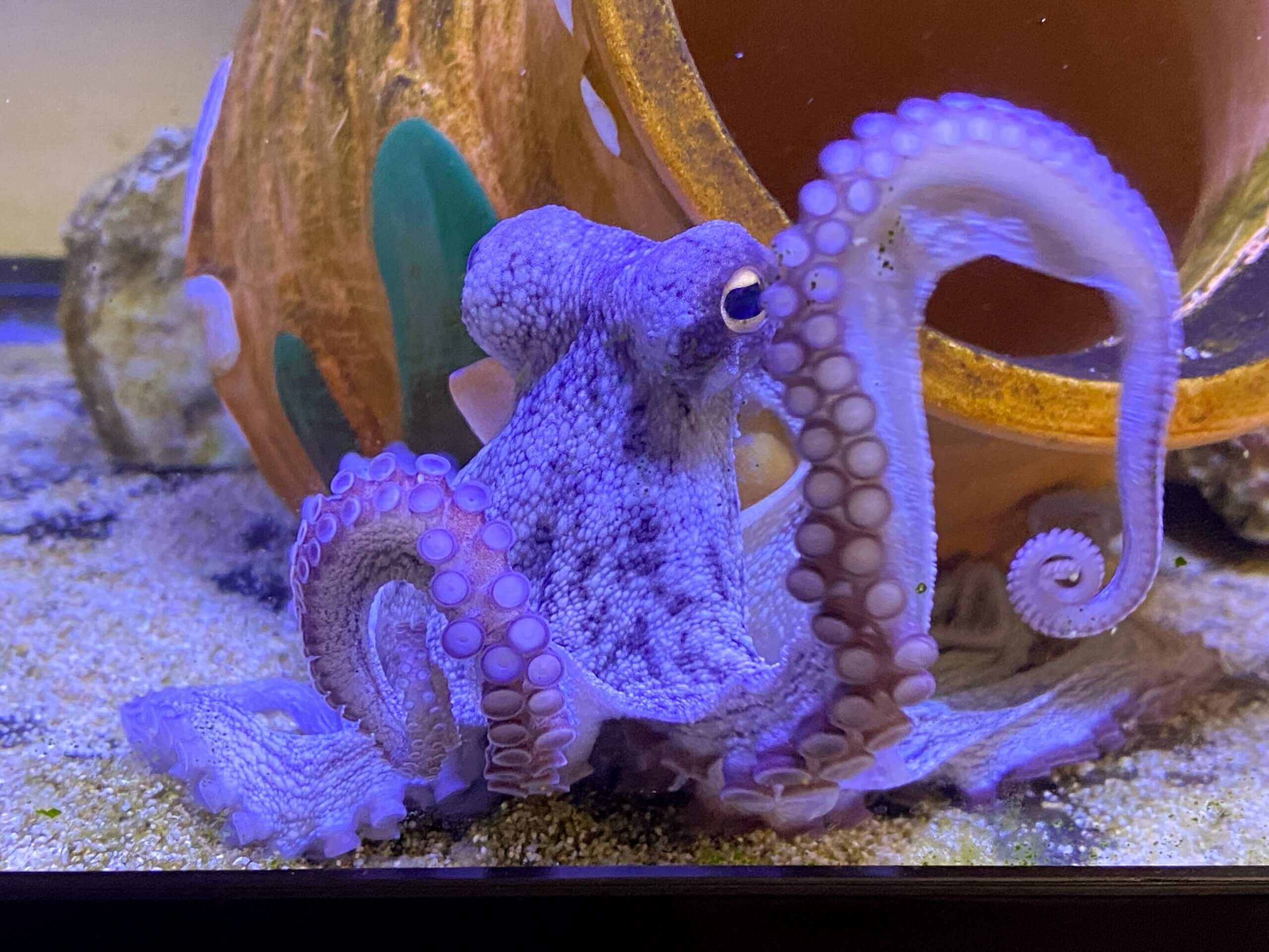 私が初めて飼育したマダコのうめぼし。かわいい!の一言に尽きる。