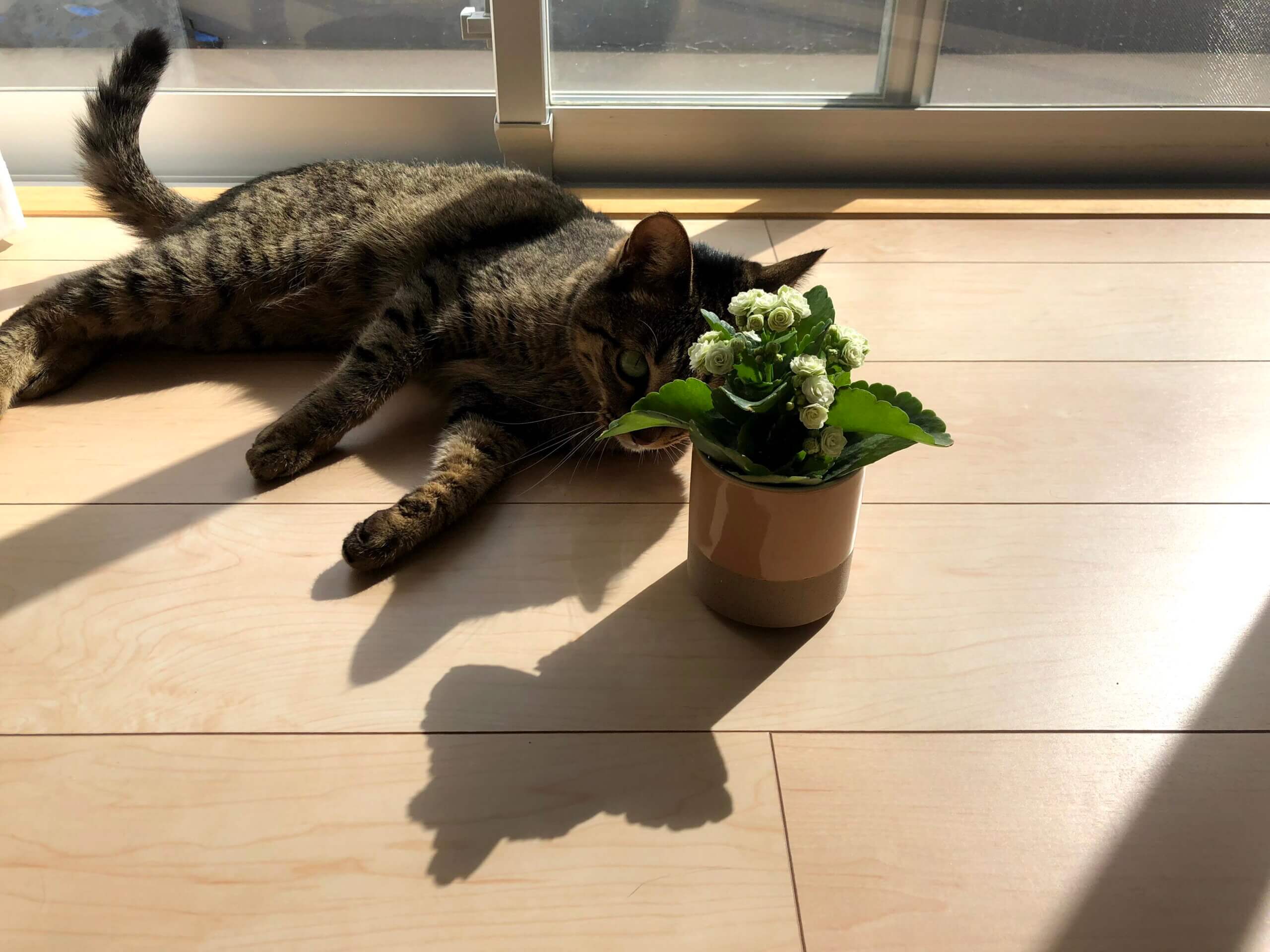 新・動植物歳時記 開園25周年 まだまだ続く！楽しいイベント！【新潟県立植物園】｜トキ