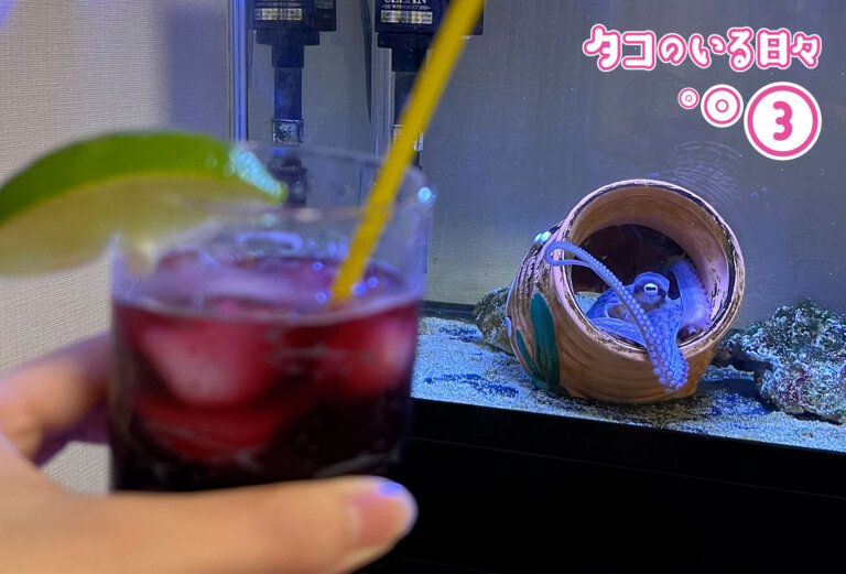 初めて飼ったタコ：うめぼし物語（後編）
