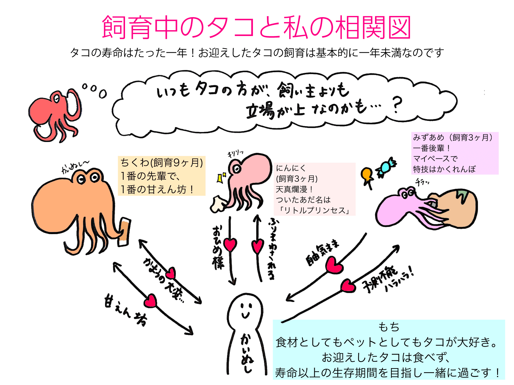 飼育中のタコと私の相関図