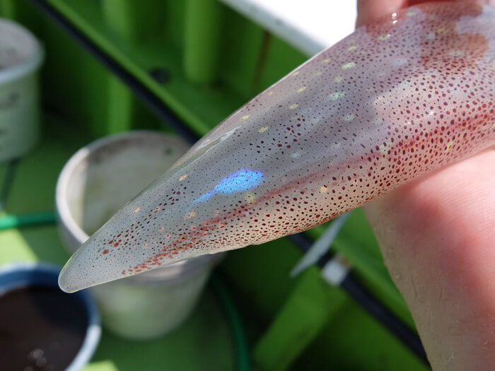 赤い粒が色素胞、虹色に輝いているものは虹色細胞と呼ばれている