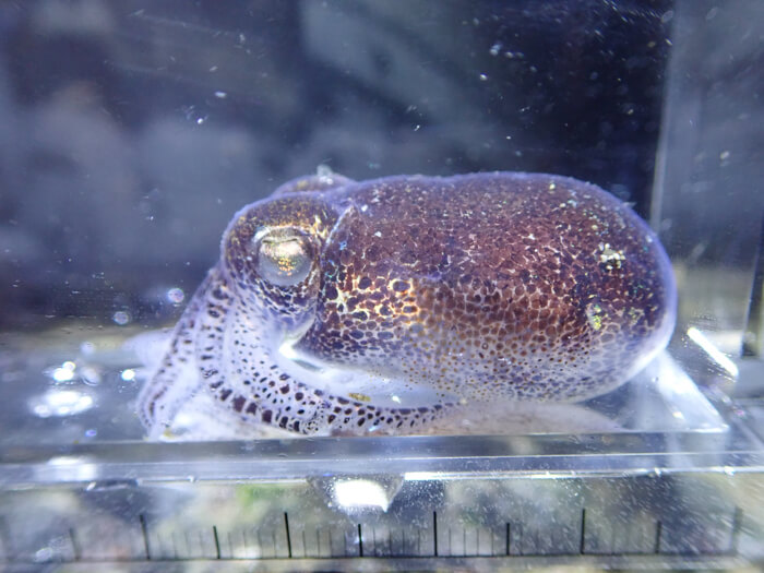 ミミイカ。体長4cmくらいで、浅瀬でミッキーマウスのような丸いひれをはためかせて泳ぐ