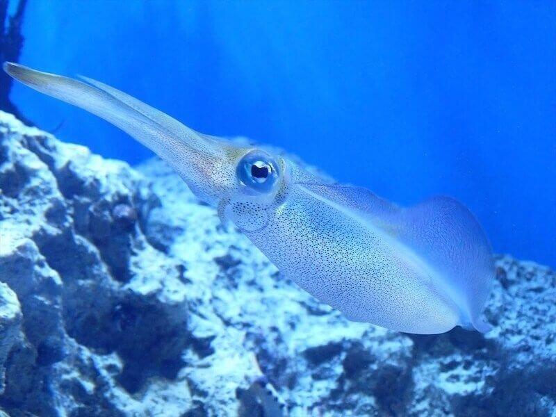 大きな瞳と透けた体を持つアオリイカ