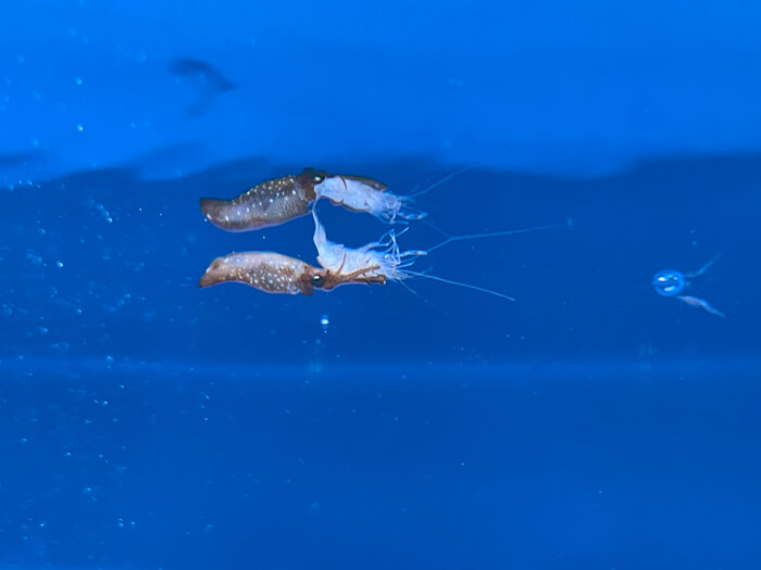 自分の体と同じくらいの大きさのエビを抱えるヒメイカ