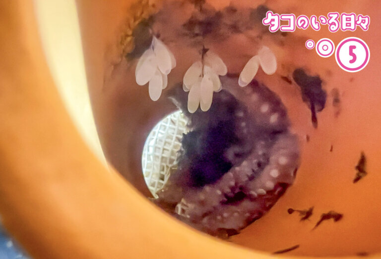次のマダコと出会うまで：くろまめ物語（後編）