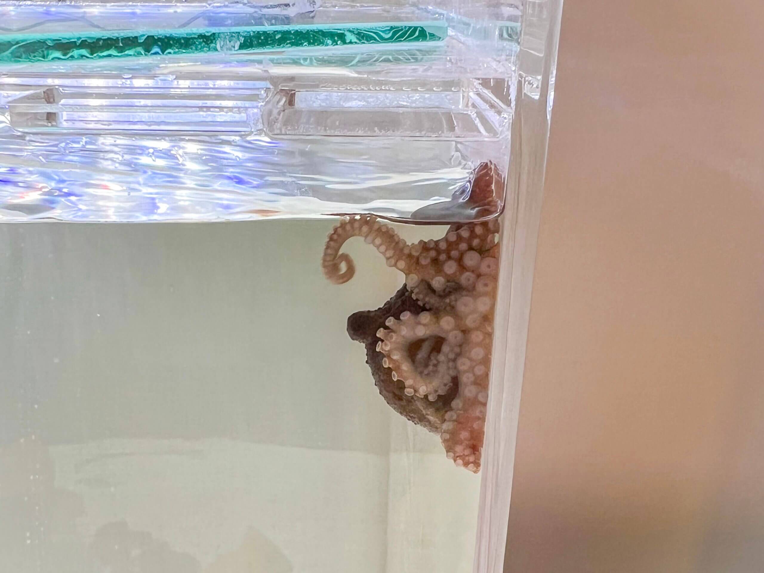 水槽蓋の付近に貼り付くくろまめ。体の小ささが際立つ。